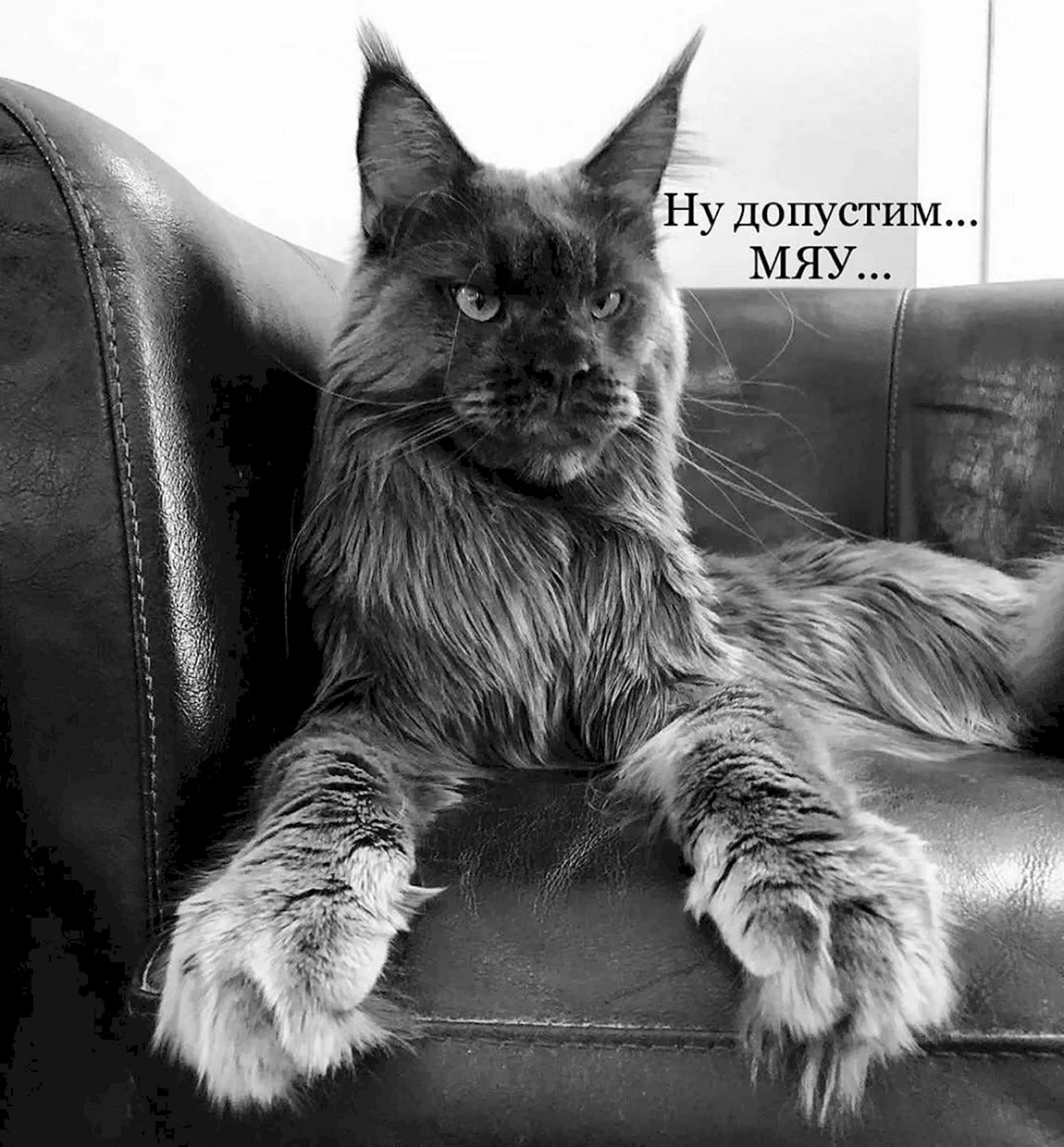 Мейн-кун