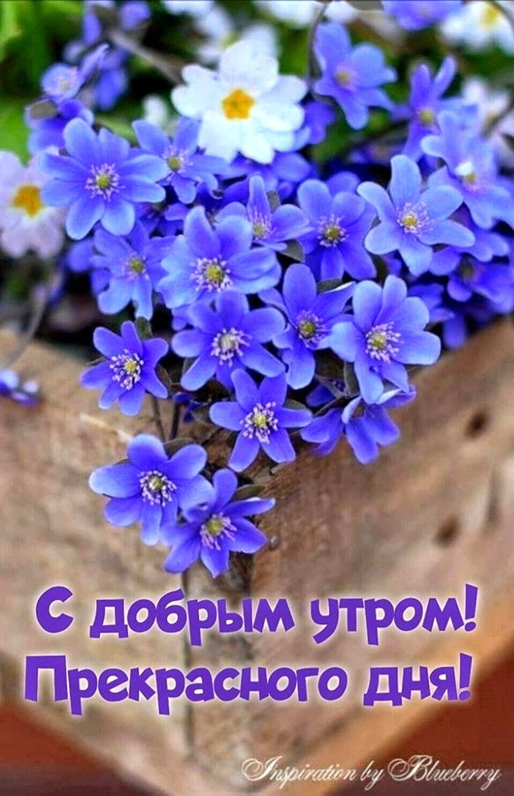 Мелкие синие цветы