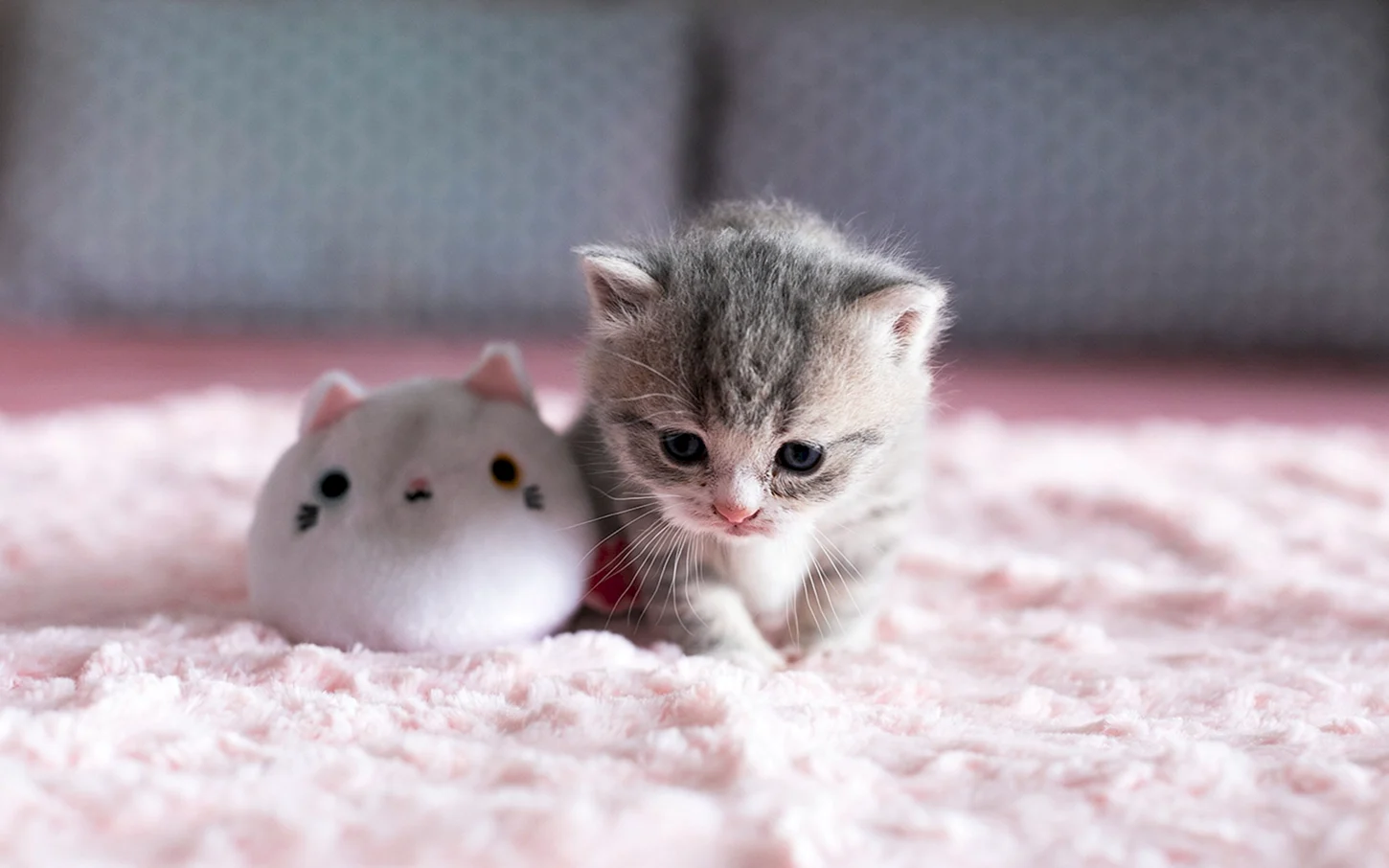 Маленькие милые котики