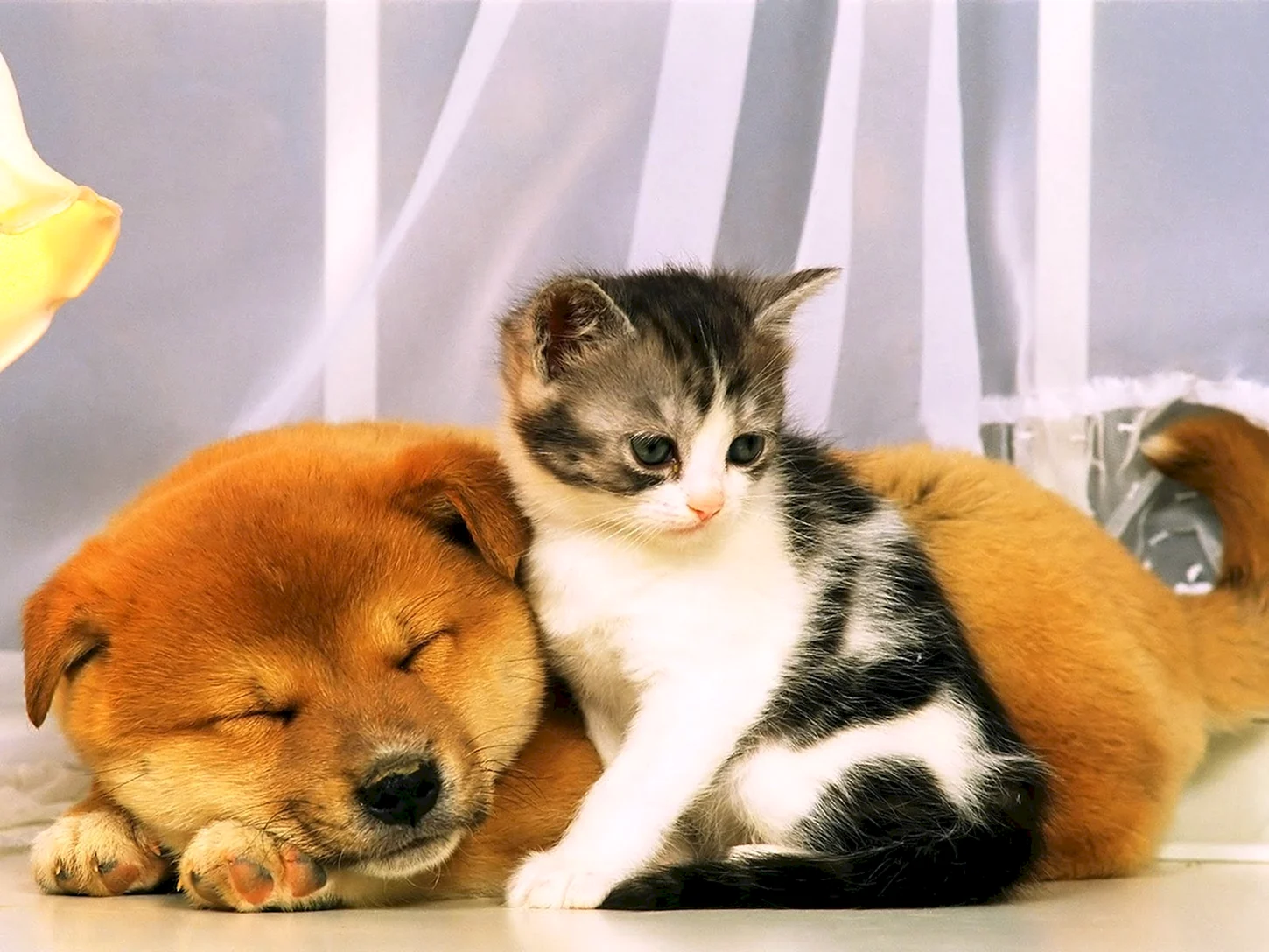 Милые котики и собачки