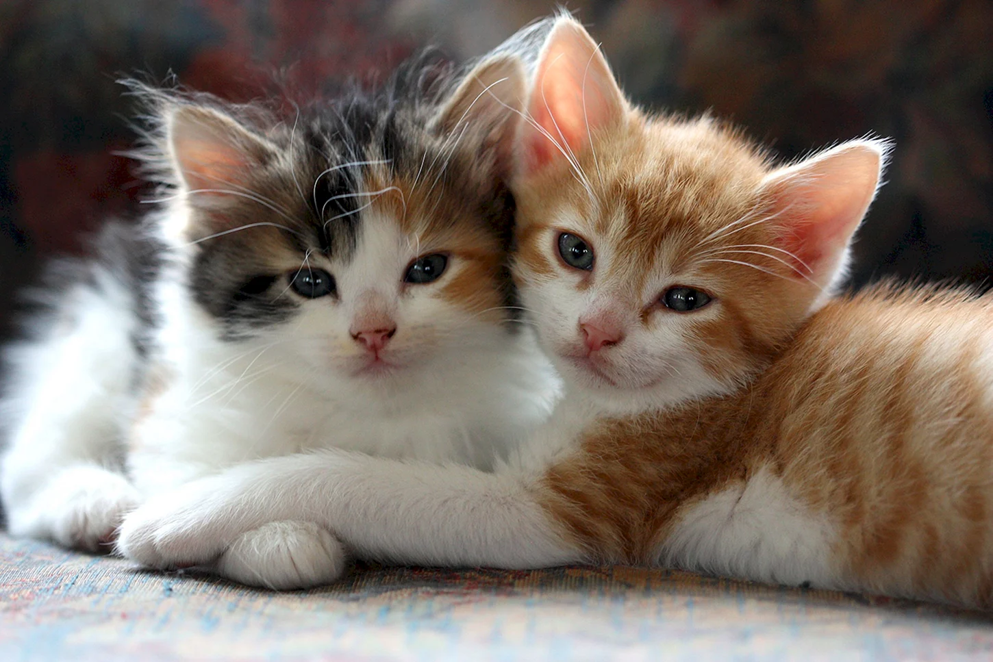 Два милых котенка