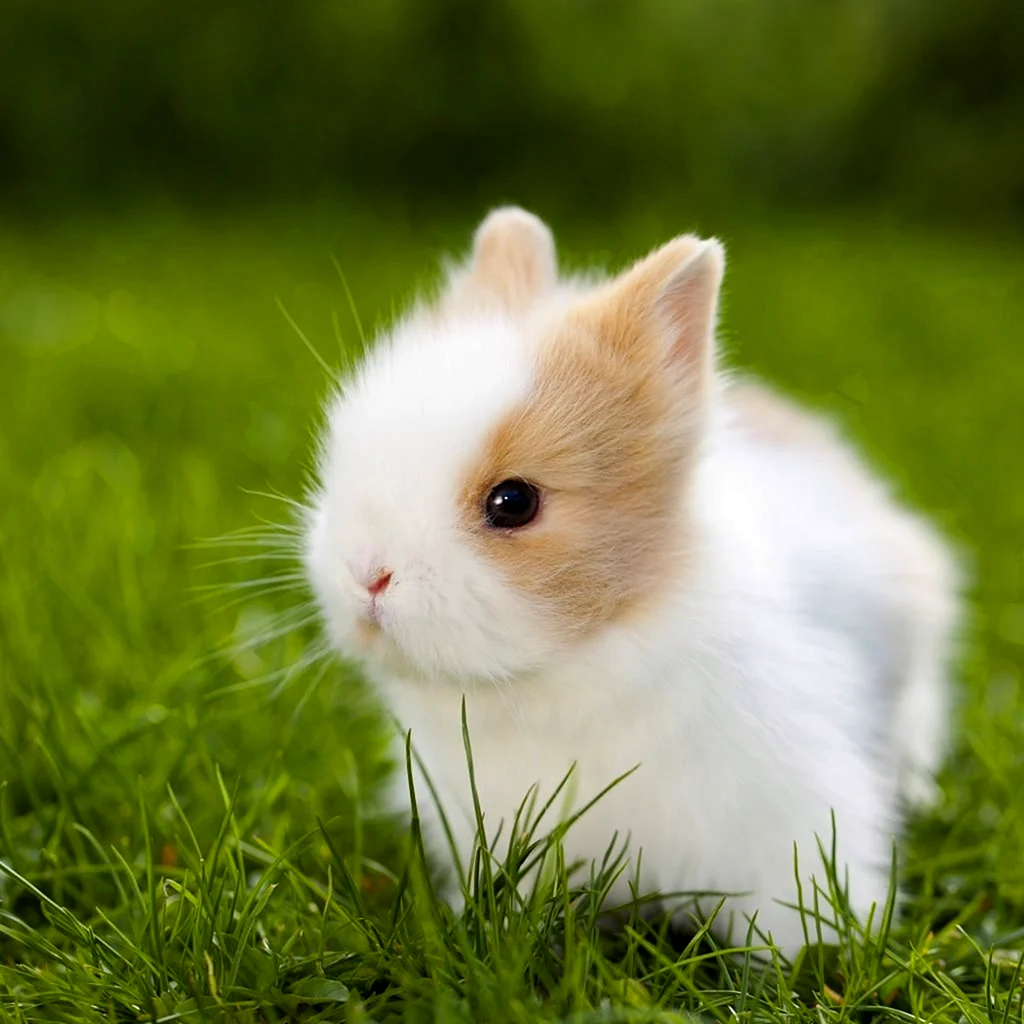 Самые милые крольчата