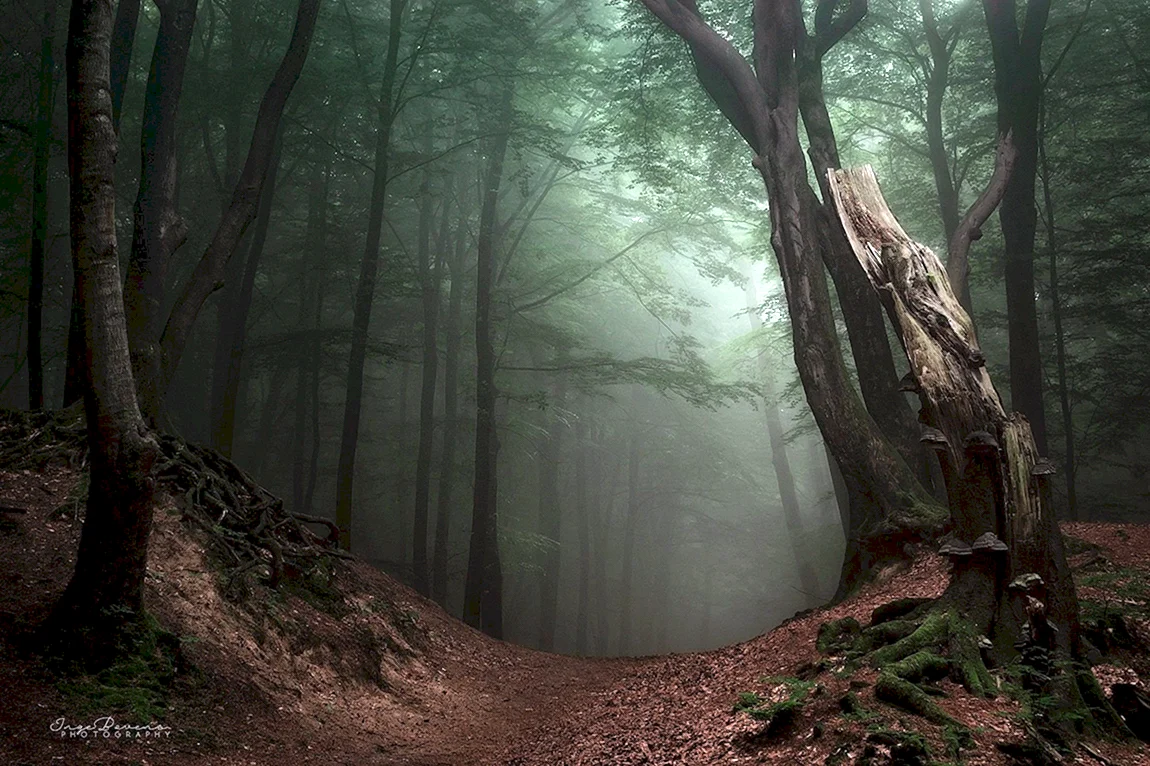 Темные чащи лесов загадочны и прекрасны