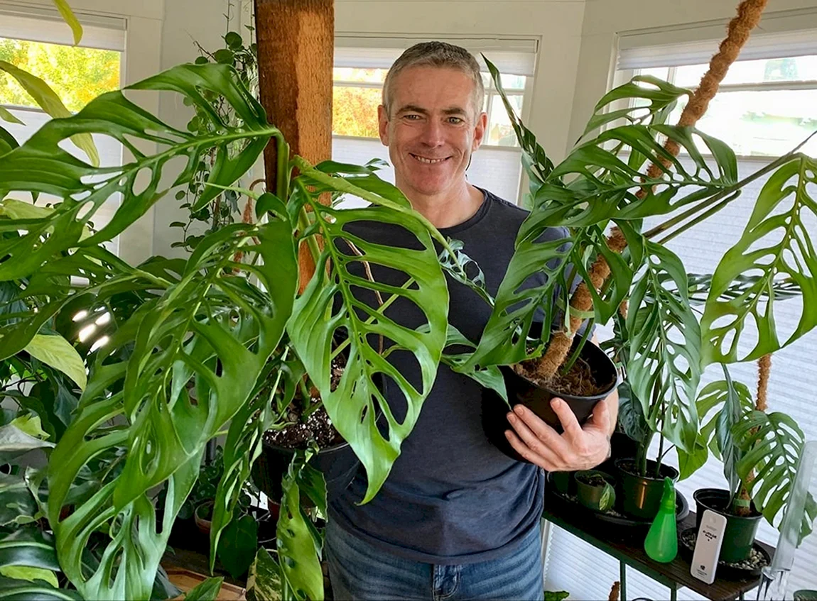 Монстера Адансона Monstera adansonii