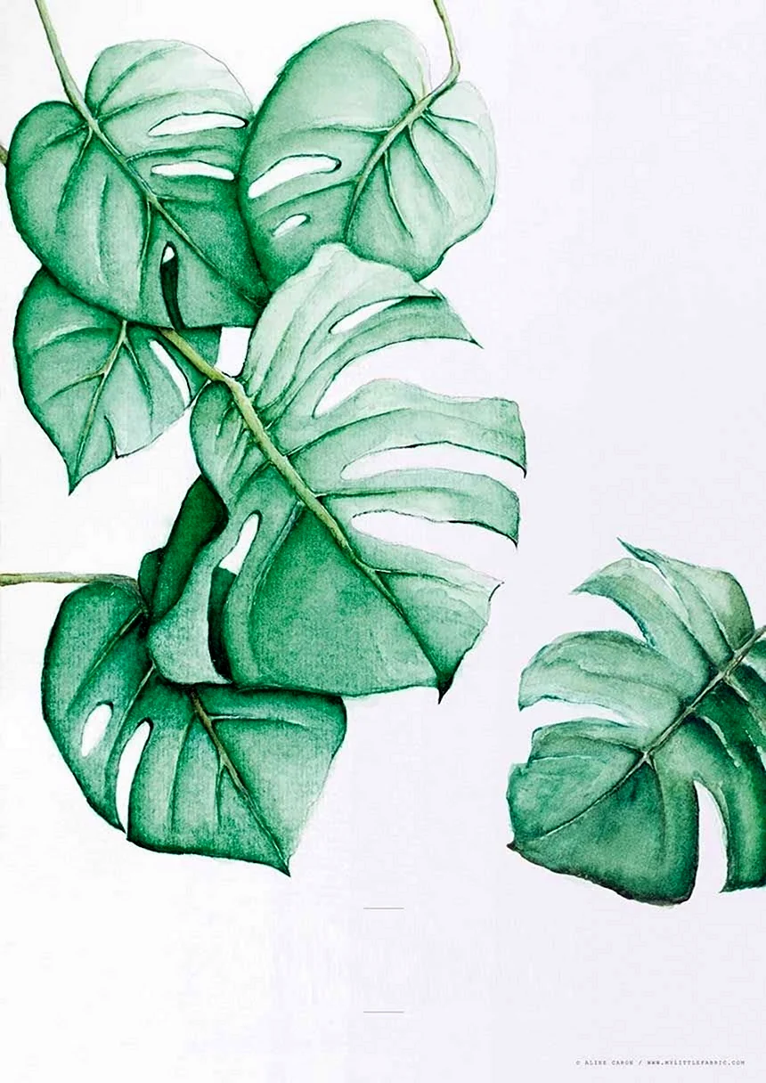 Рисунки растений