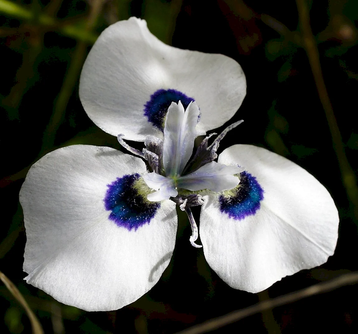Moraea aristata