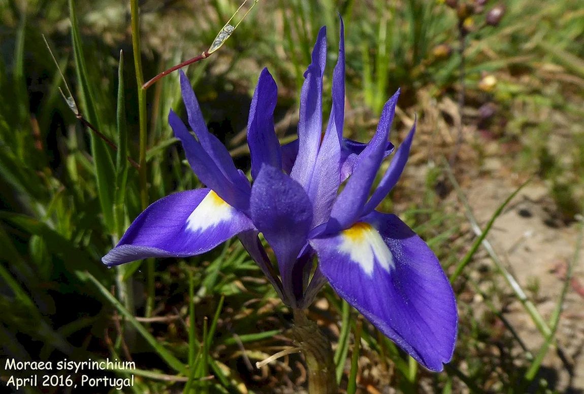 Moraea Sisyrinchium