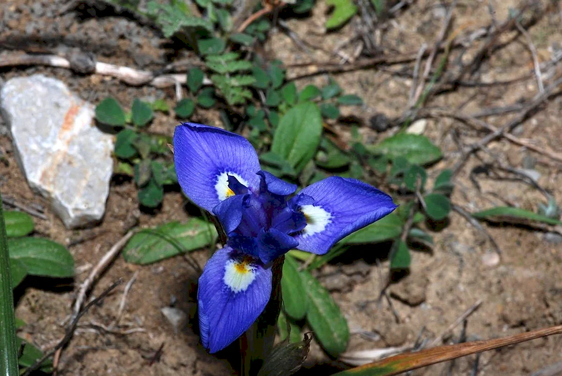 Moraea Sisyrinchium