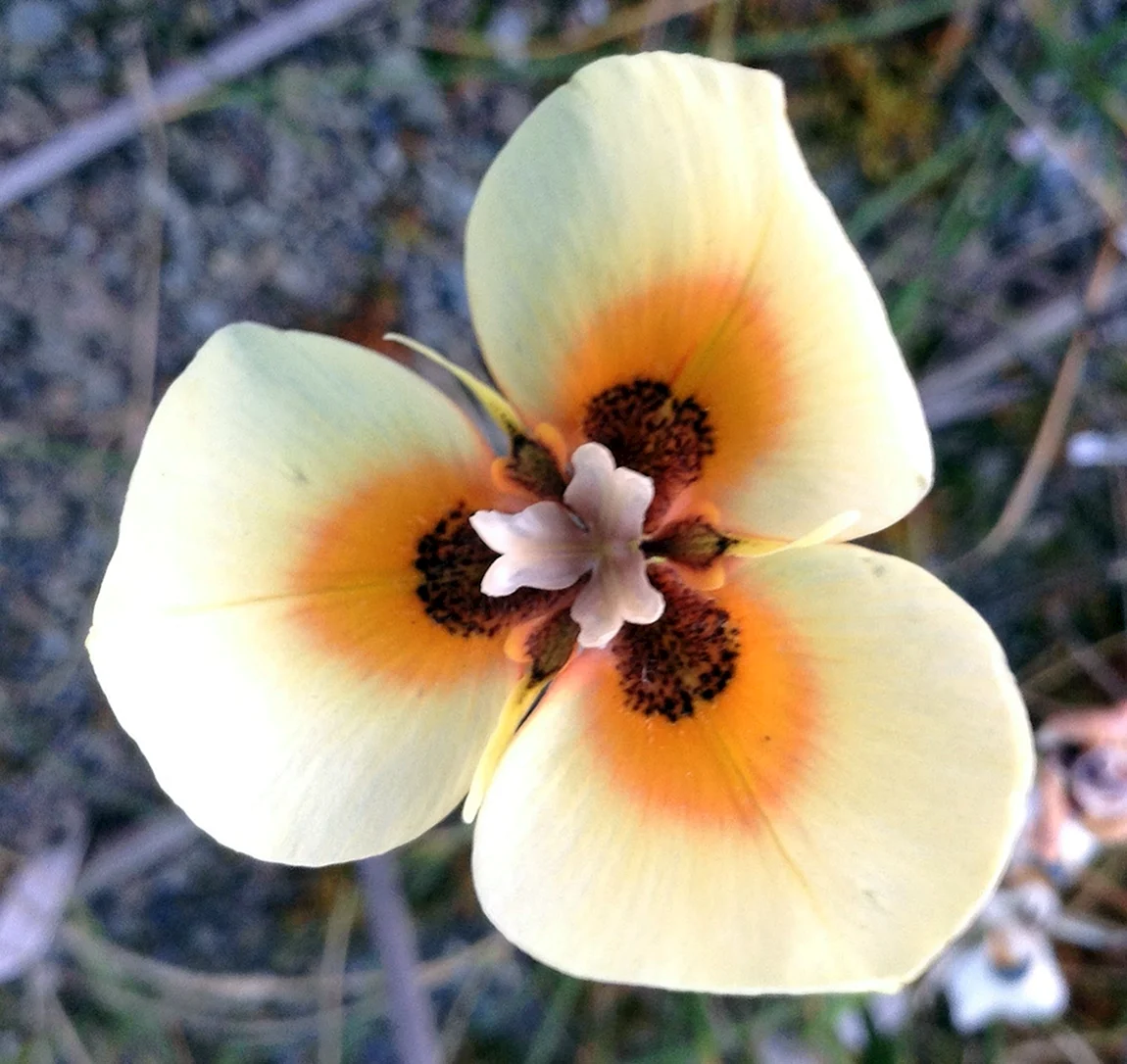 Moraea speciosa