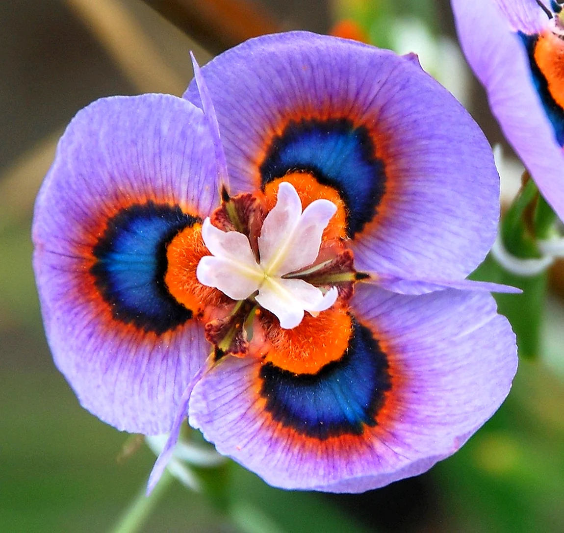 Moraea villosa