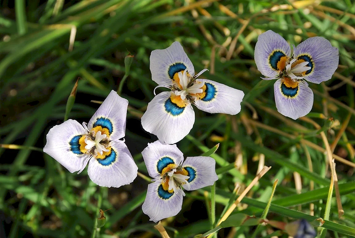 Moraea villosa