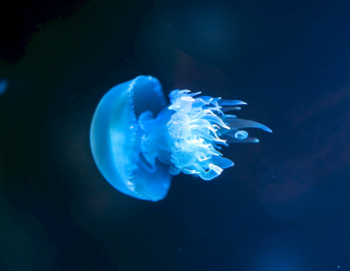 Светящаяся шарообразная медуза