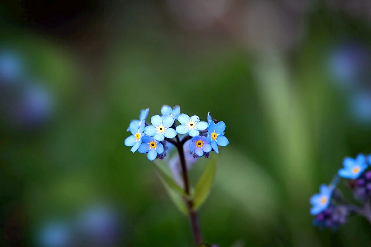 Незабудка чистки ютуб. Незабудка Чекановского. Незабудка Лесная Myosotis sylvatica. Myosotis czekanowskii.