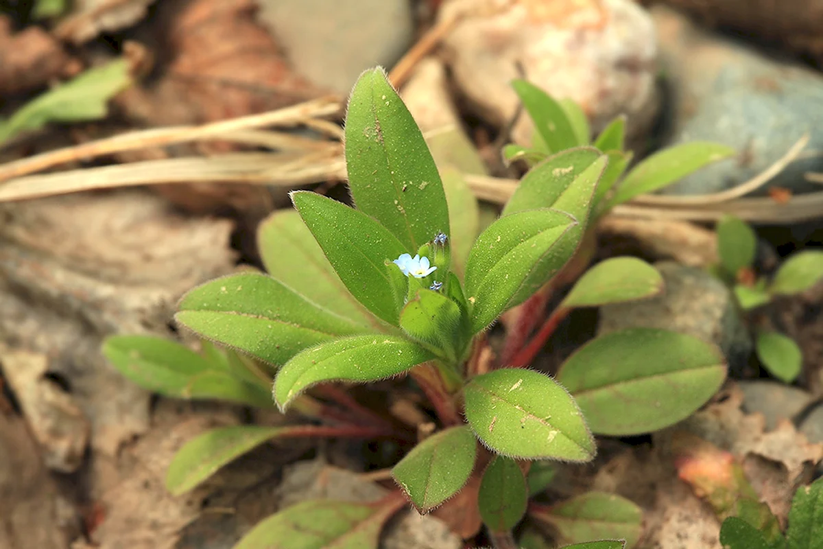 Незабудка дернистая. Myosotis sparsiflora. Воробейник.