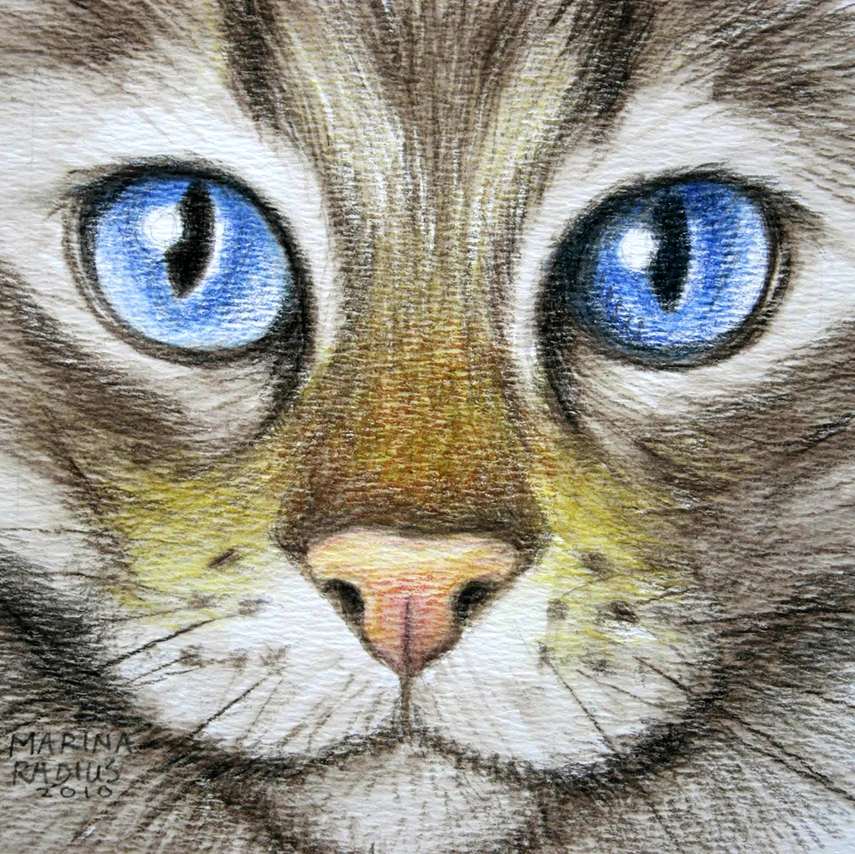 Глаза кошки рисунок