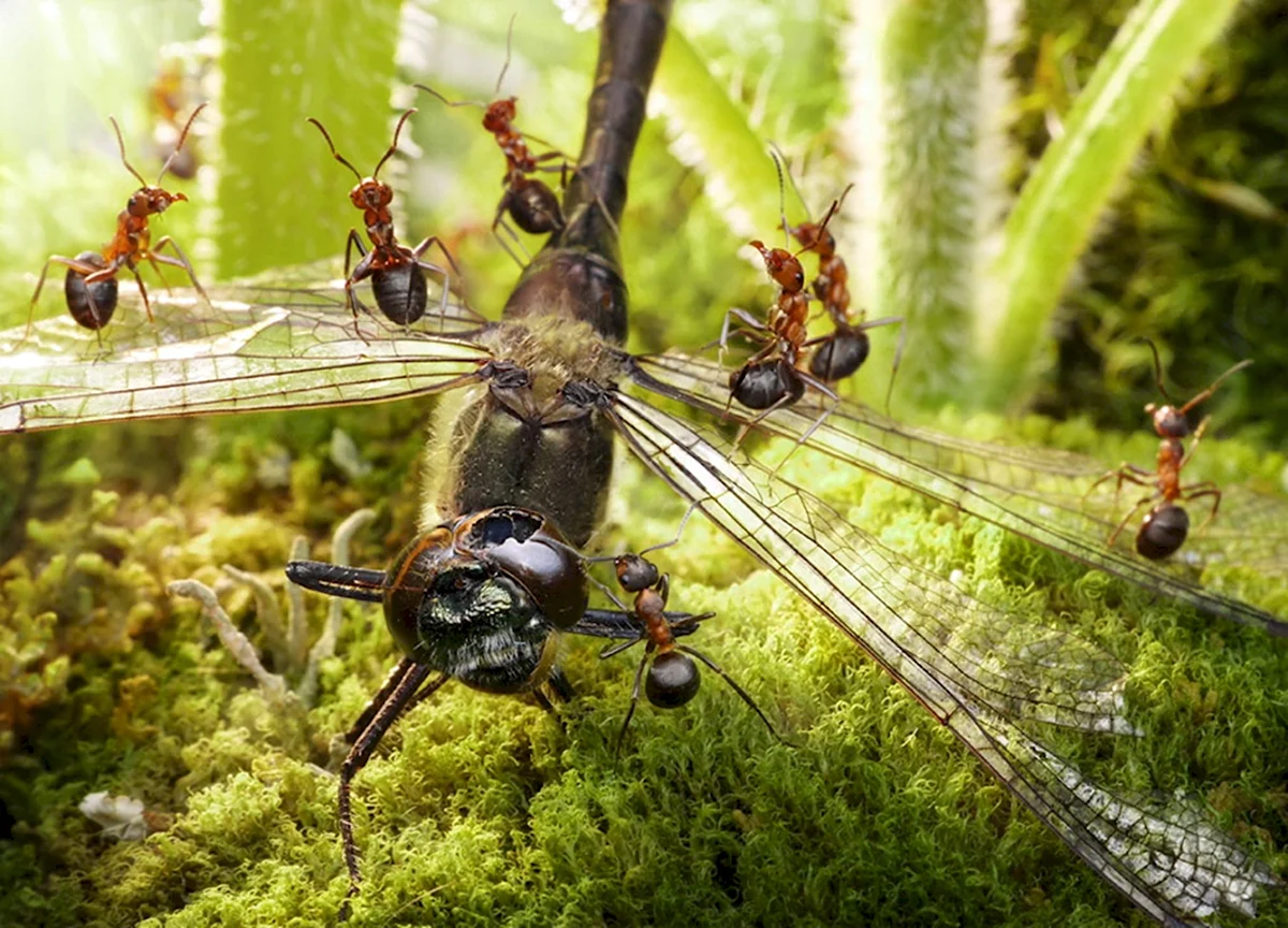 Dorylus nigricans. Жизнь муравьев в муравейнике. Трихограммы насекомые.