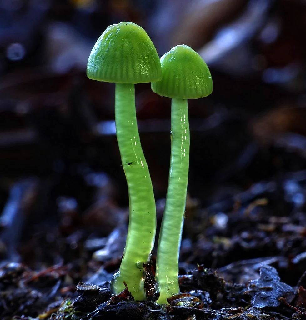 Негниючник кровавоголовый Marasmius haematocephalus