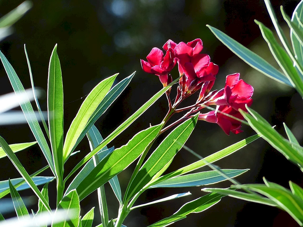 Олеандр фото кустарника. Нериум Олеандр. Олеандр (Nerium Oleander). Олеандр куст. Олеандр Кардинал.