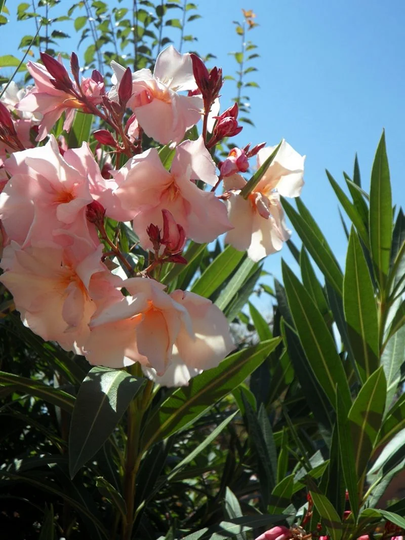 Олеандр фото кустарника. Нериум Олеандр. Олеандр Крымский. Олеандр (Nerium Oleander). Олеандр куст.