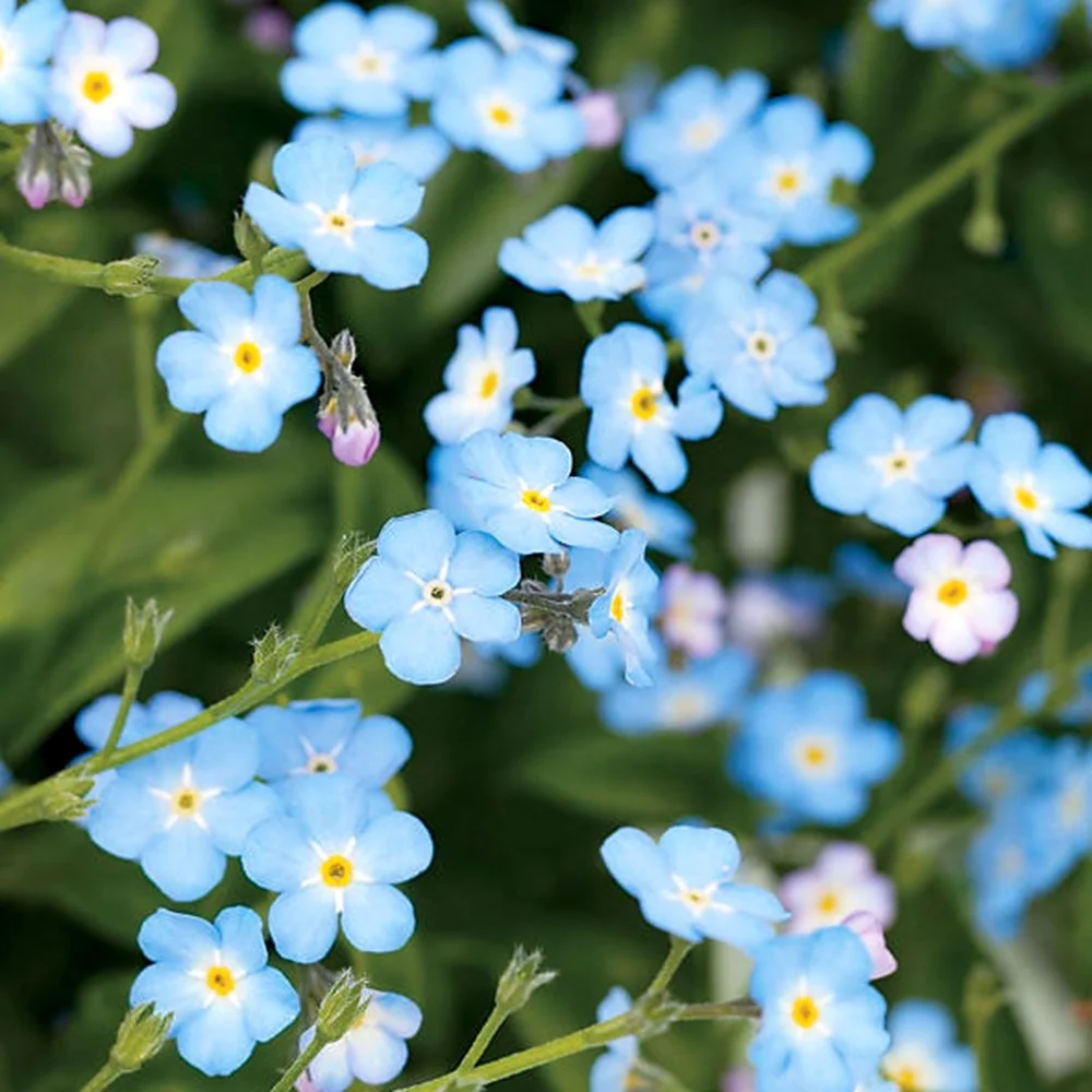 Море незабудок. Незабудка редкоцветковая. Незабудка Блу. Myosotis micrantha. Myosotis czekanowskii.