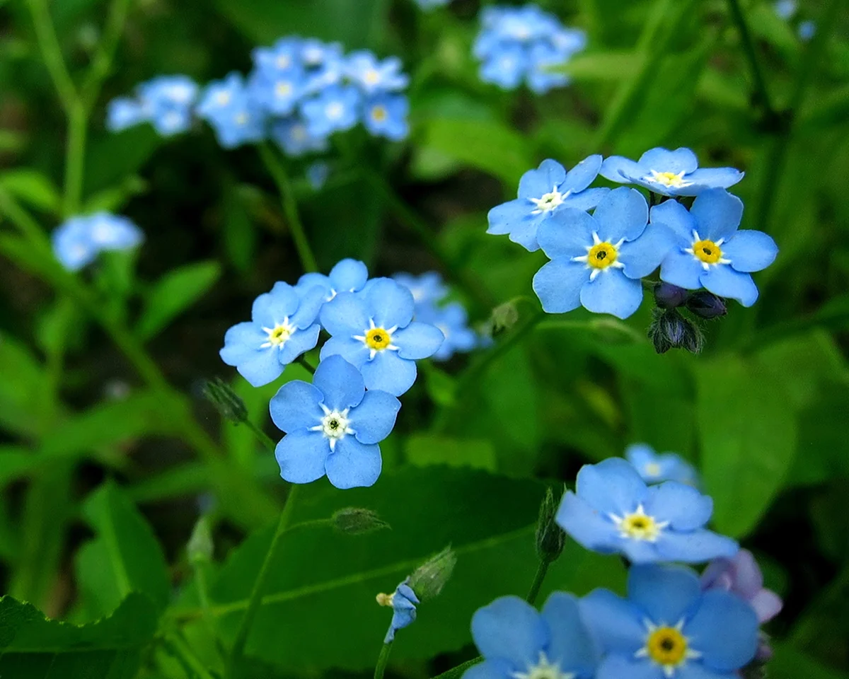 Незабудки 2 класс. Незабудка Полевая (Myosotis arvensis). Незабудка холмовая. Незабудка Альпийская Лесная Полянка. Незабудка Полевая Луговая.