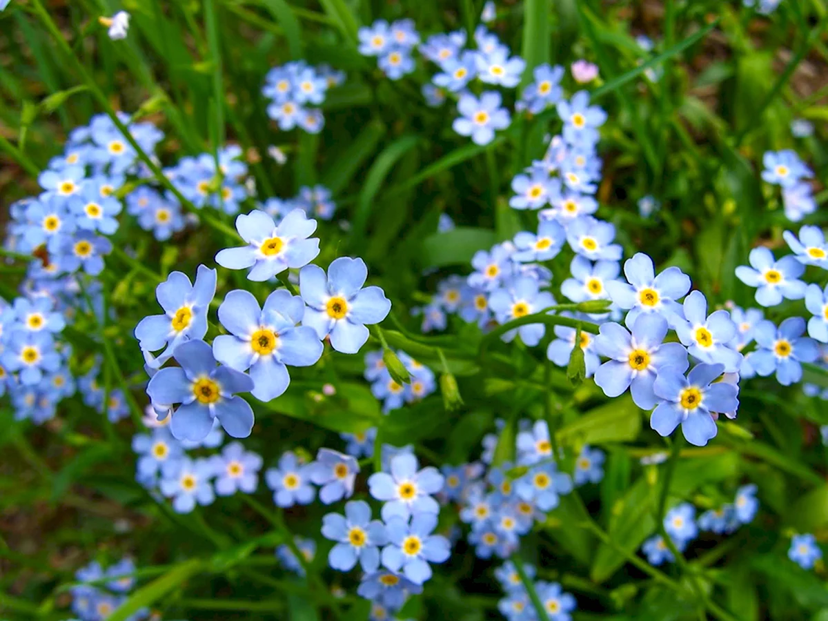 Незабудка пушкина 8. Незабудка Полевая (Myosotis arvensis). Незабудка Чекановского. Незабудка Альпийская (Myosotis alpestris). Незабудка мелкоцветковая.