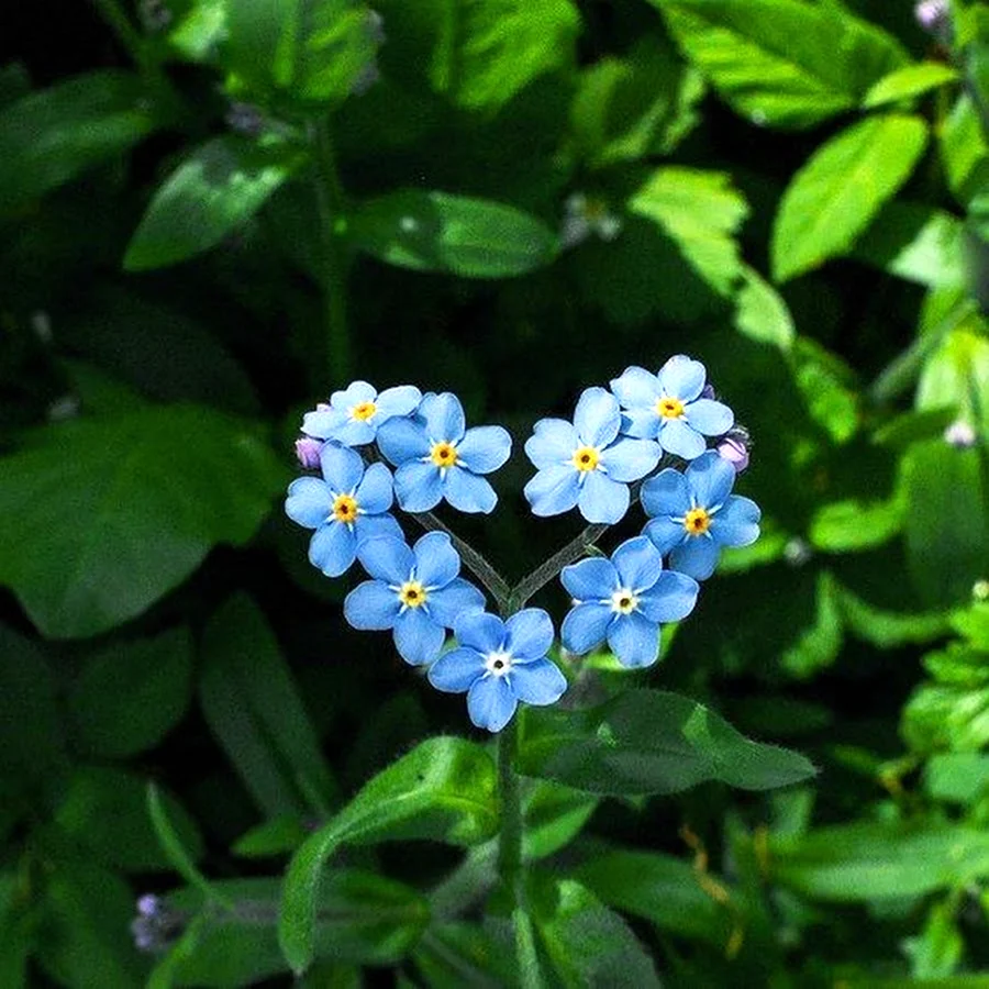 Незабудка пушкина 8. Незабудка Чекановского Myosotis czekanowskii. Незабудка Полевая (Myosotis arvensis). Незабудка холмовая. Незабудка Дубравная.