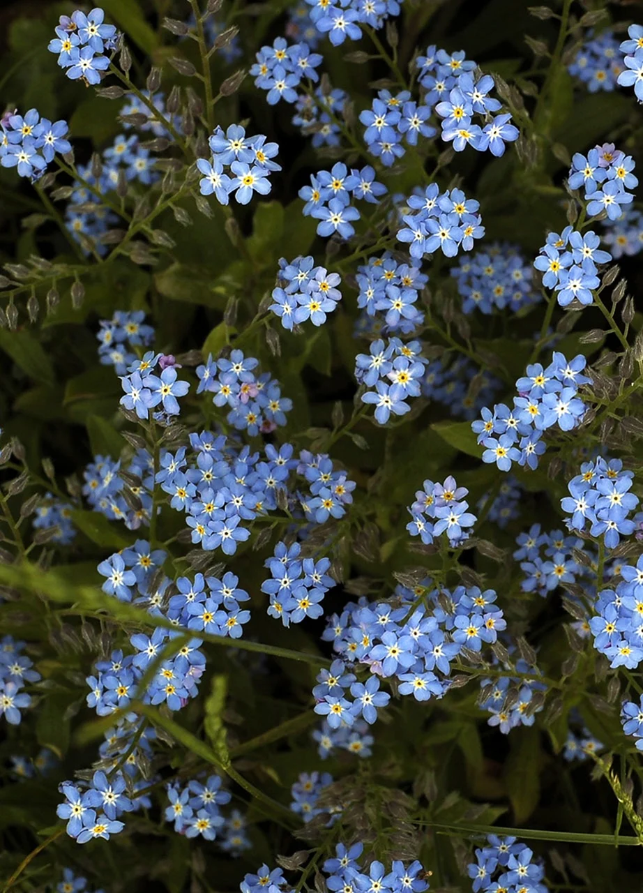 Синие мелкие цветочки фото. Незабудка Альпийская (Myosotis alpestris). Незабудка Альпийская Виктори Роуз. Незабудка холмовая. Незабудка низкорослая.