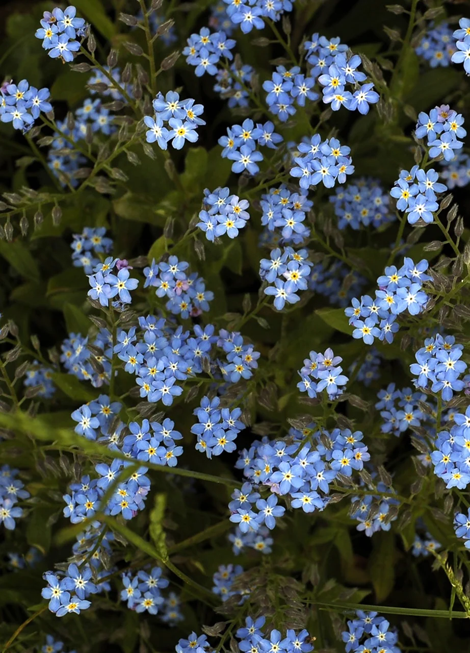 Как называются маленькие голубые цветочки. Незабудка Альпийская (Myosotis alpestris). Незабудка Альпийская Виктори Роуз. Незабудка холмовая. Незабудка низкорослая.