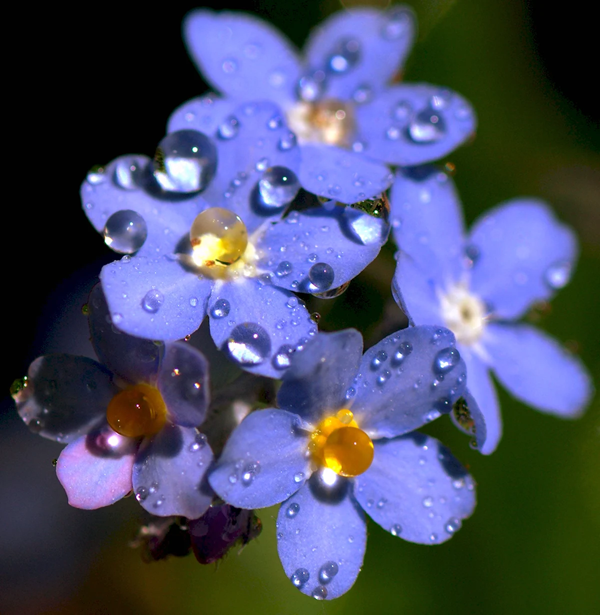 Незабудка новая. Чатемская Незабудка. Незабудка (Myosotis). Незабудка Полевая (Myosotis arvensis). Незабудка Лесная Форгетминот.