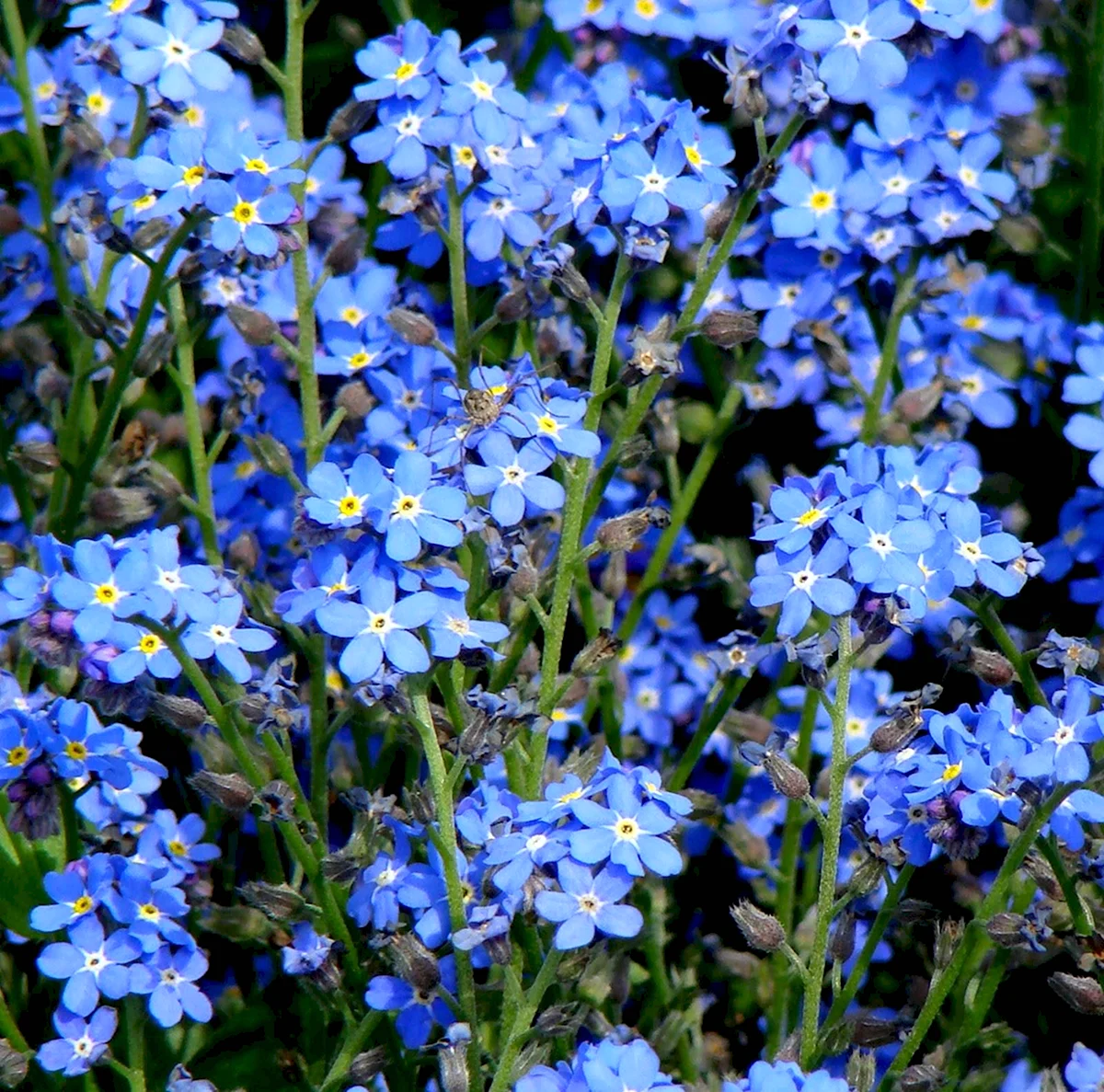 О цветах незабудках. Незабудка Лесная Myosotis sylvatica. Незабудка Альпийская. Незабудка Чекановского Myosotis czekanowskii.