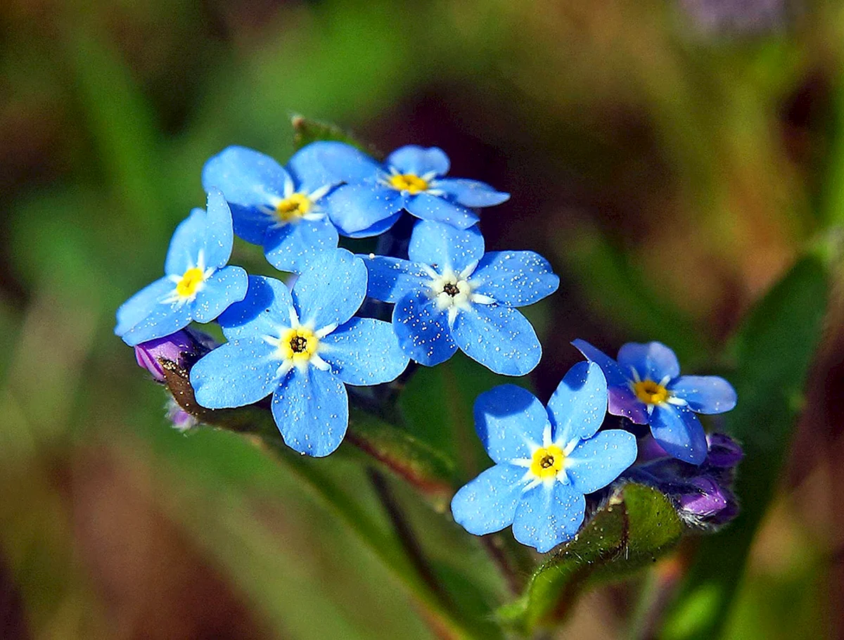 Незабудка когда вышла. Незабудка Альпийская (Myosotis alpestris). Незабудка Лесная Форгетминот. Незабудка холмовая.