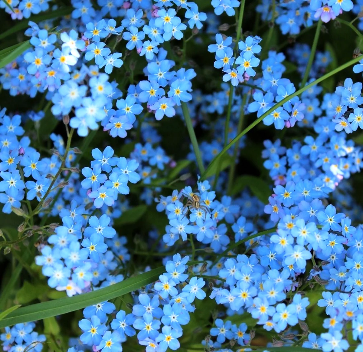 Незабудка Myosotis Myomark
