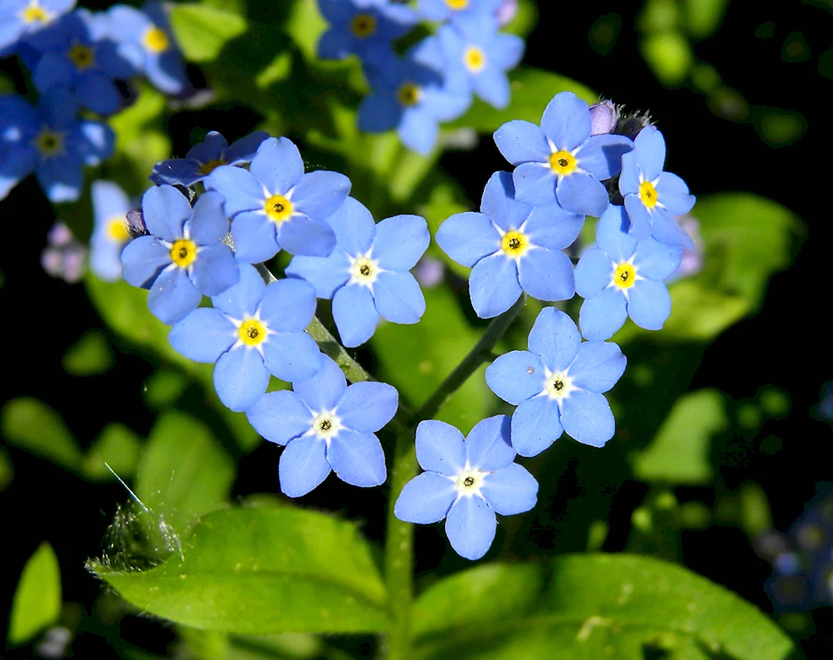 Непокорная незабудка. Незабудка Альпийская (Myosotis alpestris). Незабудка Альпийская синяя корзинка. Незабудка Песчаная. Незабудка Альпийская Лесная Полянка.