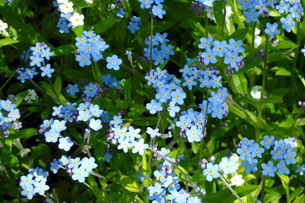 Незабудка какой год. Незабудка Полевая (Myosotis arvensis). Незабудка стелющаяся. Незабудка Болотная Вариегата. Незабудка Болотная куст.