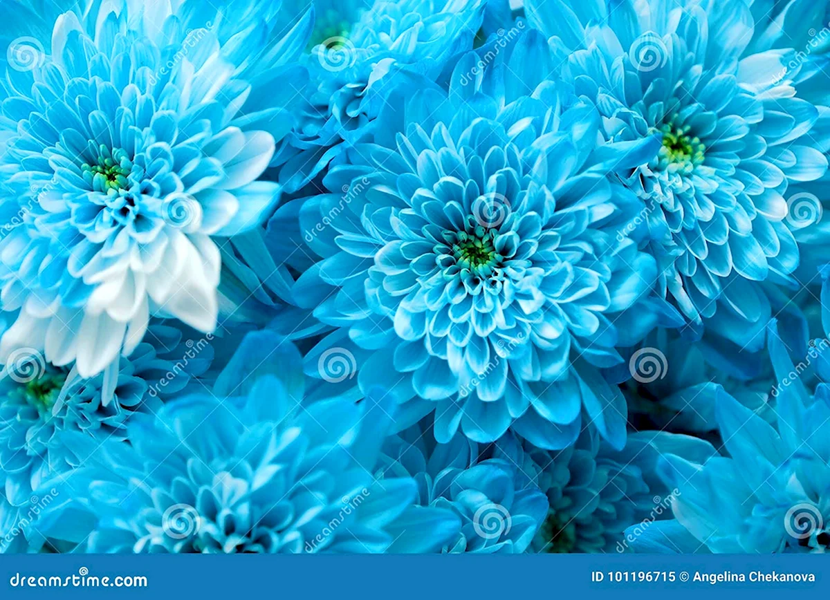 Голубые хризантемы