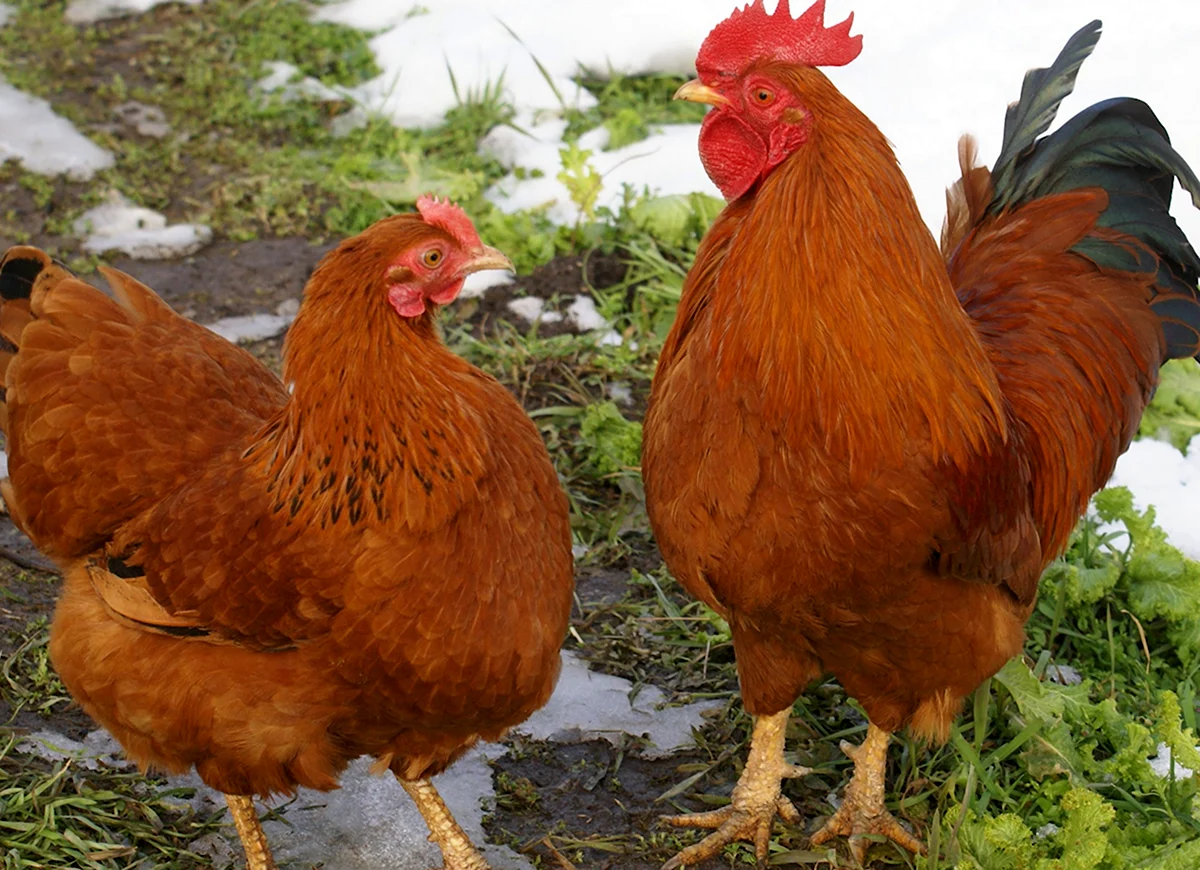 Нью Гемпшир куры