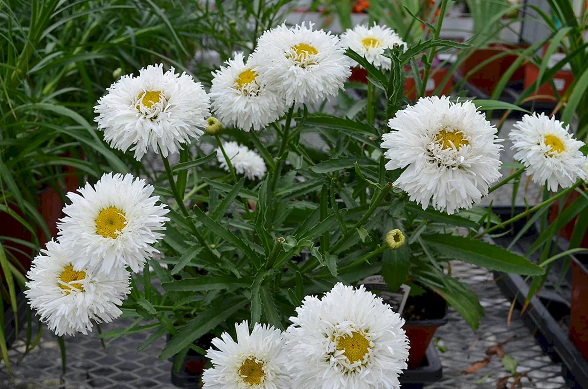 Нивяник Crazy Daisy