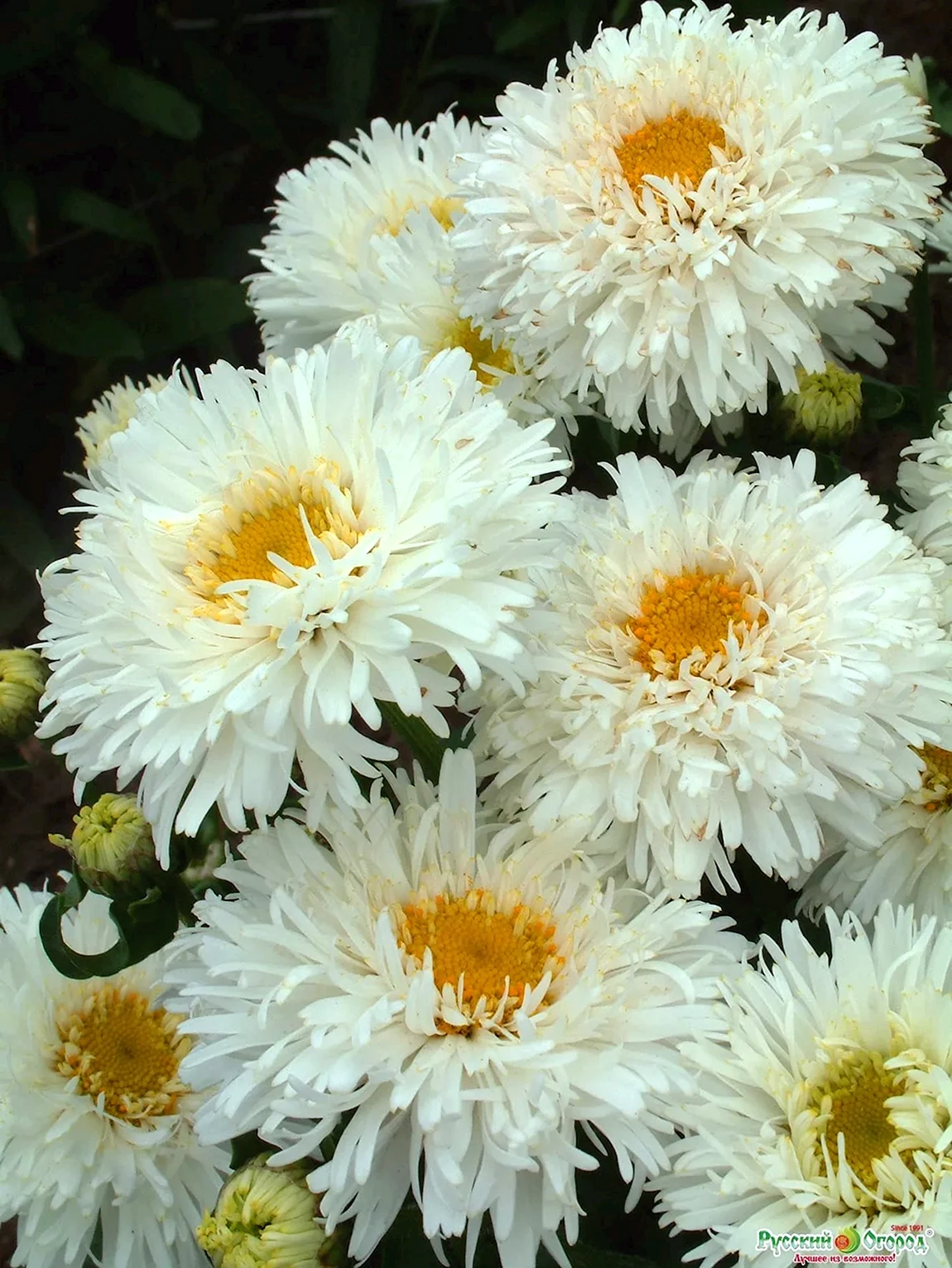 Нивяник Crazy Daisy