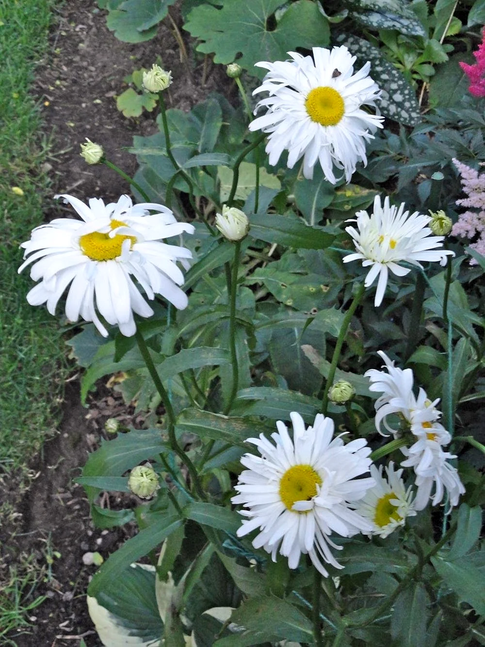 Нивяник Crazy Daisy