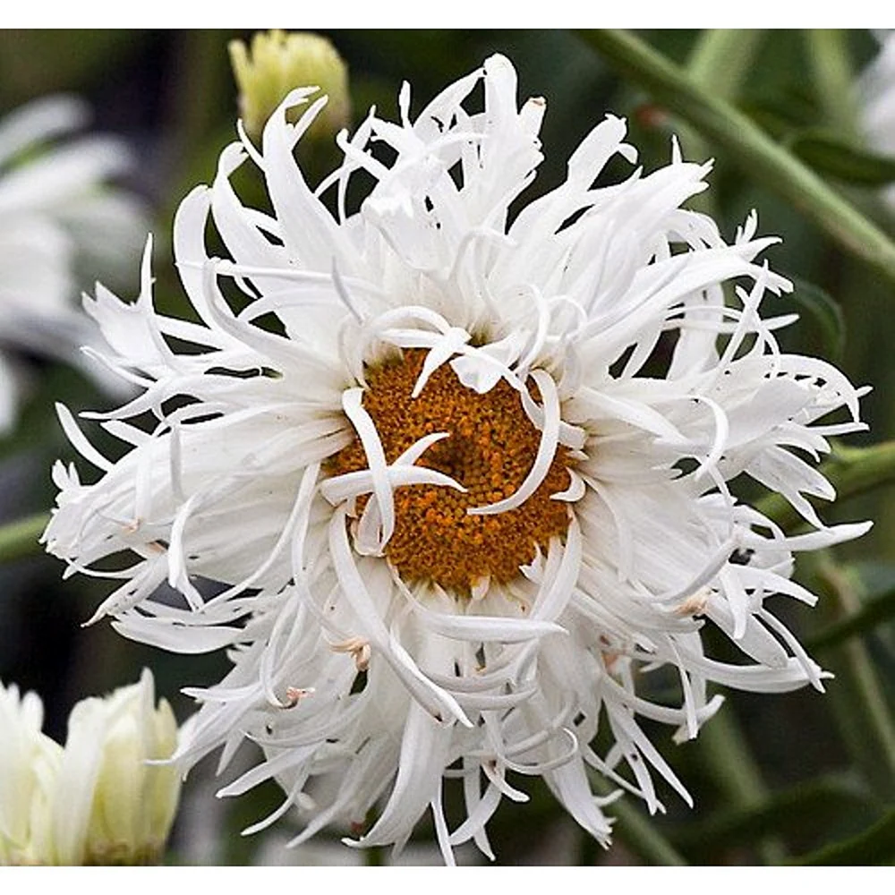 Нивяник Crazy Daisy