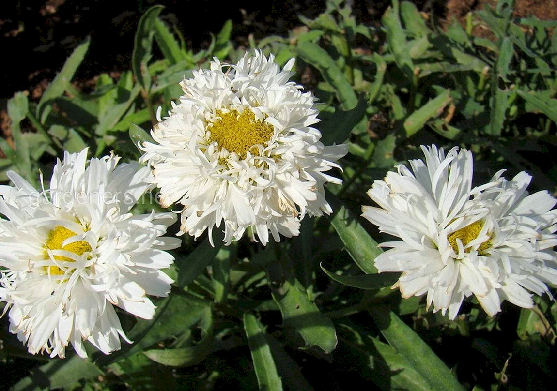 Нивяник Leucanthemum Crazy Daisy