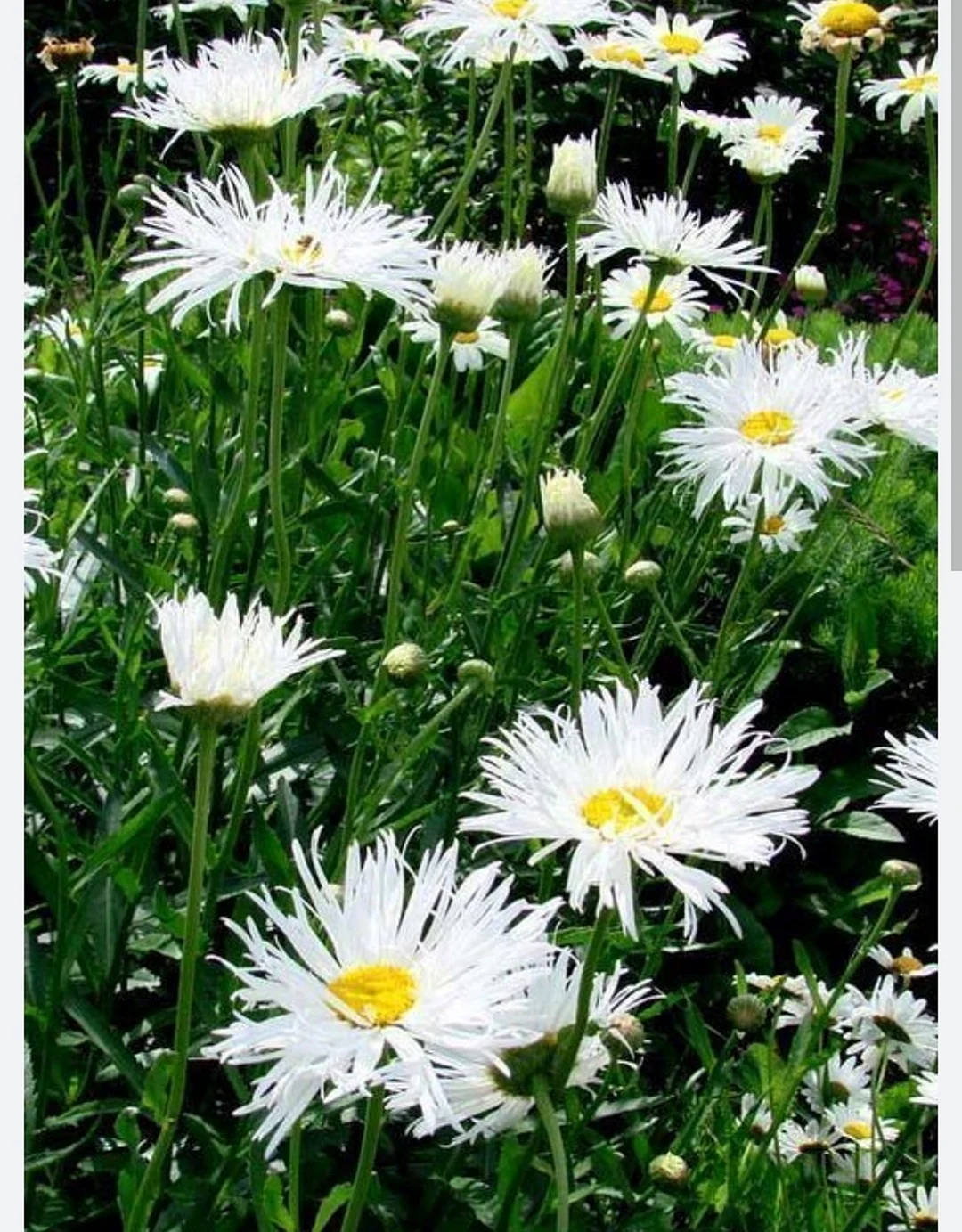 Нивяник Leucanthemum Crazy Daisy