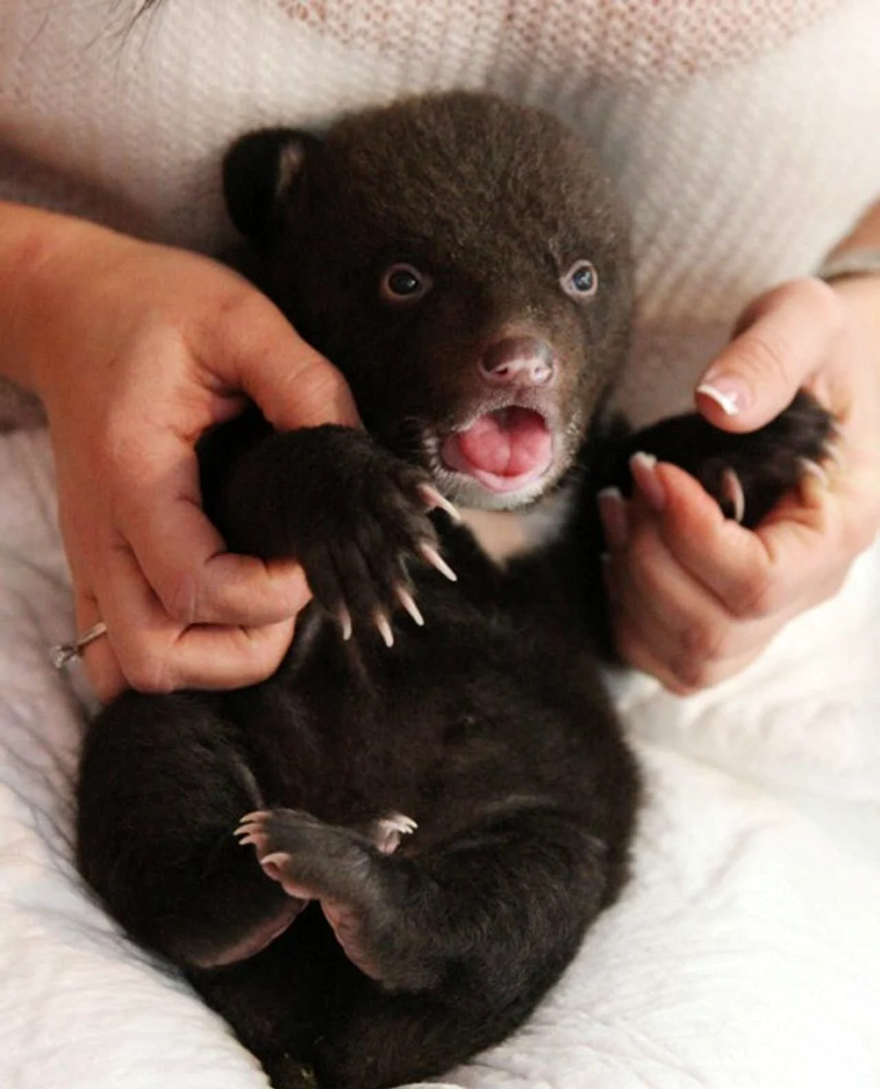 Новорожденный бурый Медвежонок