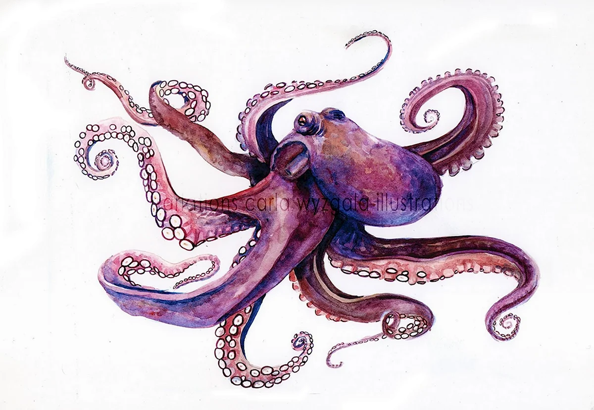 Octopus Haloila