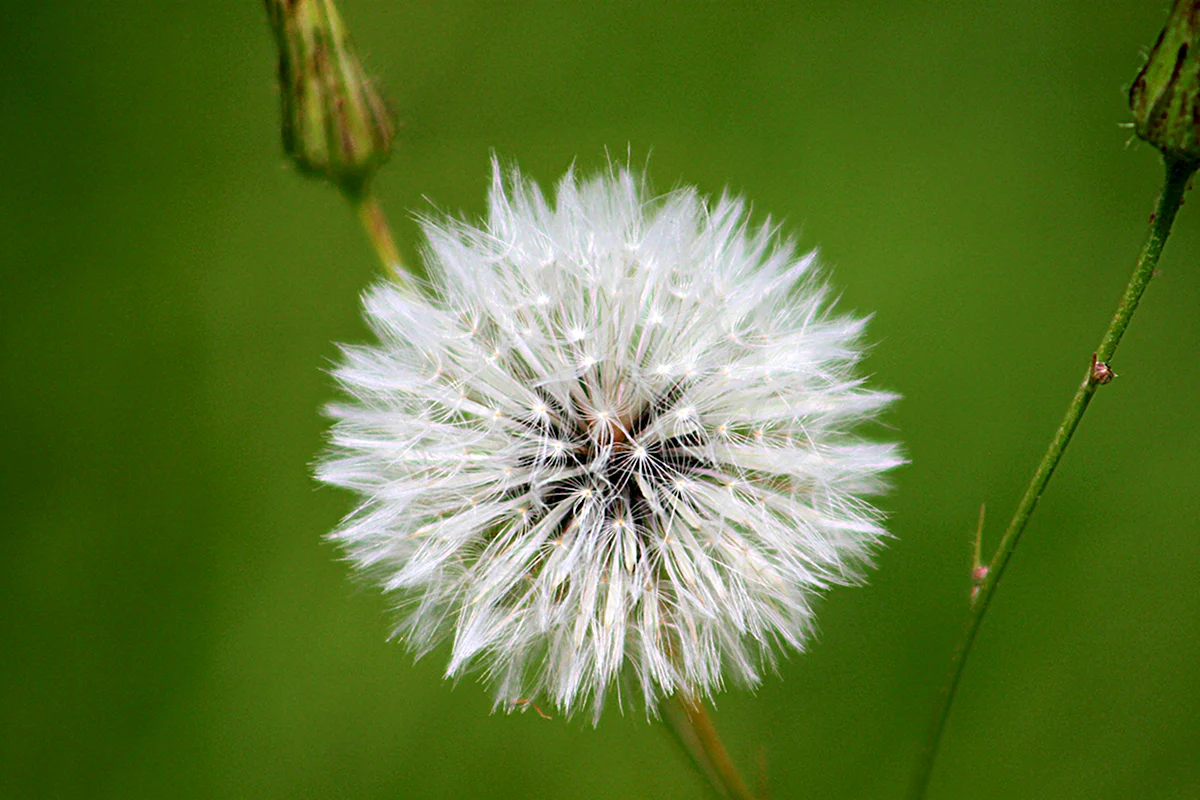 Одуванчик Альбидум White Dandelion