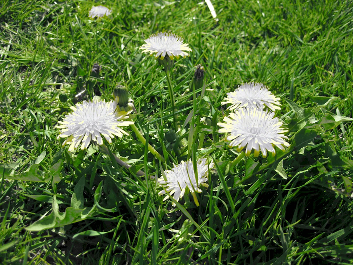 Одуванчик белоязычковый Taraxacum leucoglossum