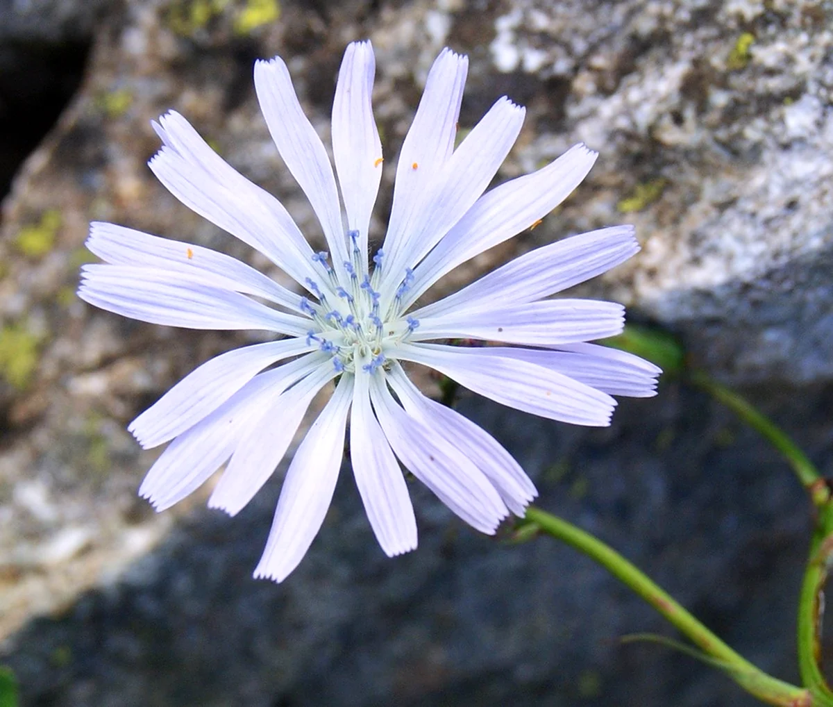 Одуванчик белоязычковый Taraxacum leucoglossum