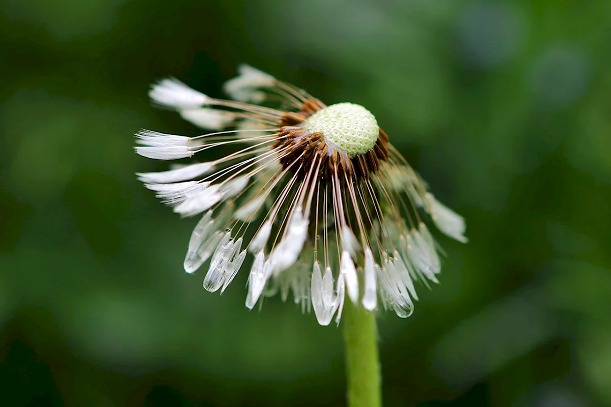 Одуванчик белоязычковый Taraxacum leucoglossum