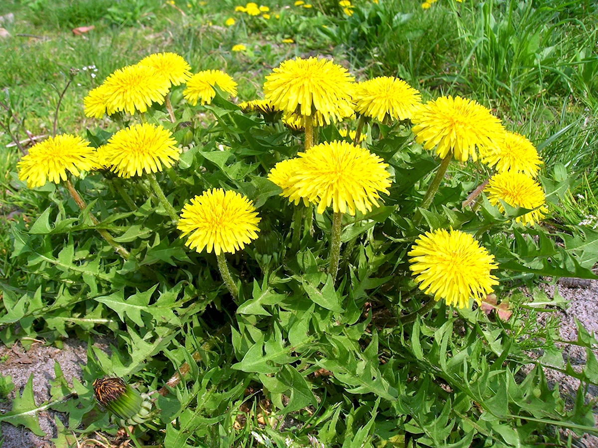 Одуванчик лекарственный – Taraxacum officinale